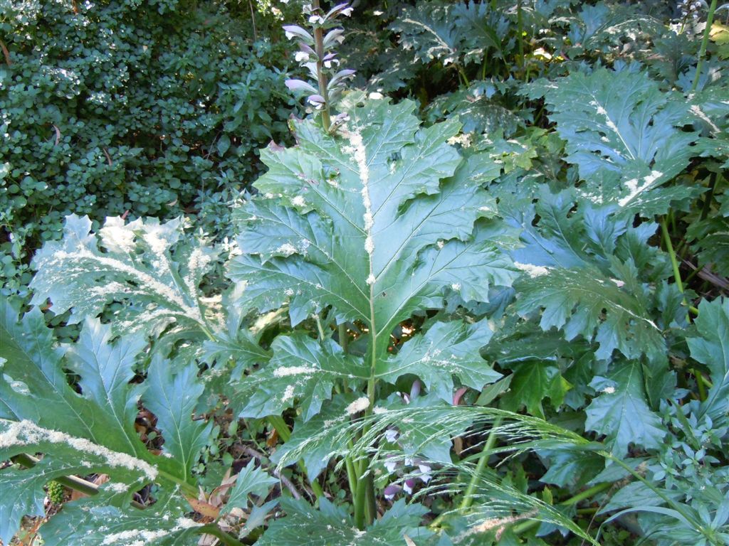 Acanthus mollis / Acanto comune